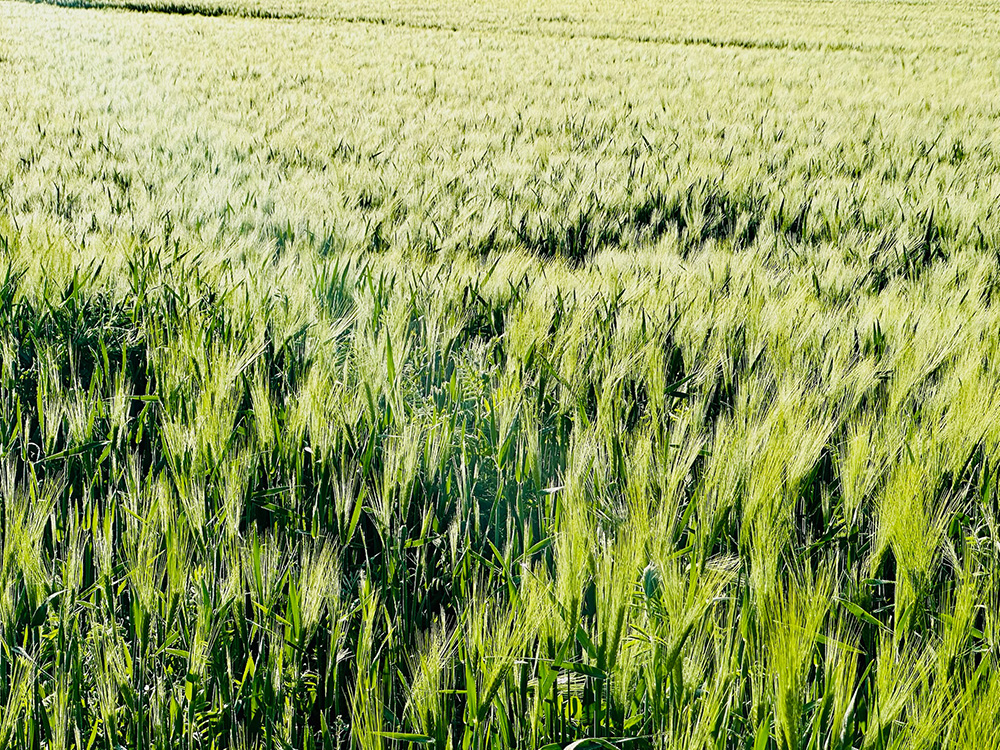 Foto einer Landschaft