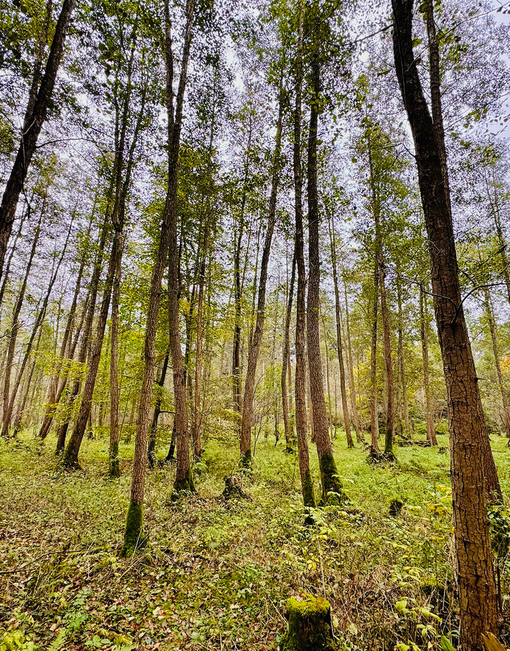 Foto Wald